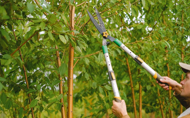 Tree trimming in Saunderstown, RI
