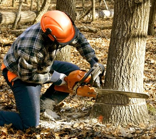 Tree Removal in Saunderstown, RI